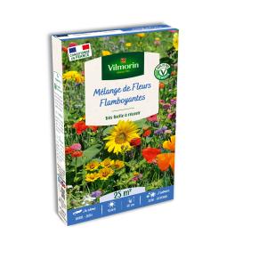 Fleurs Flamboyantes - 25 m² - Mélange de fleurs